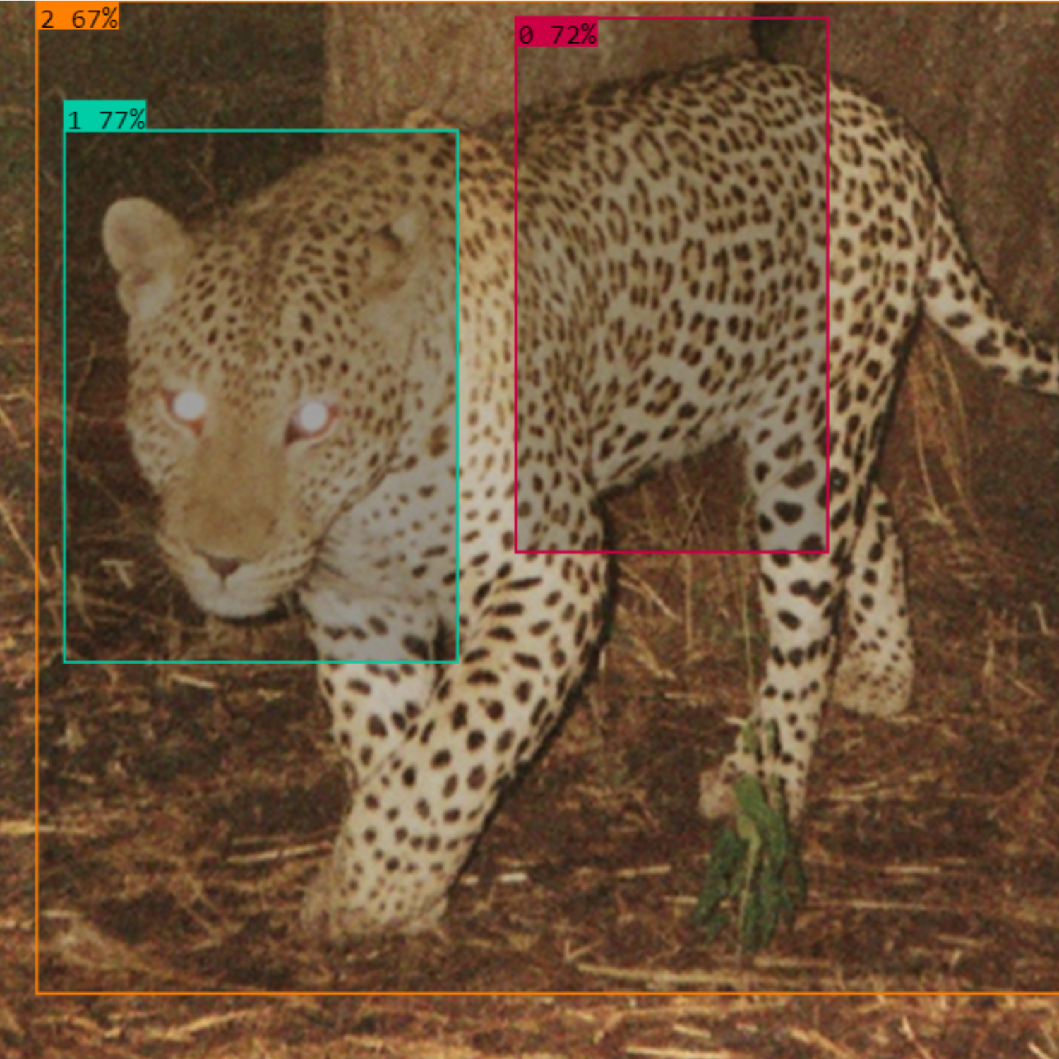 Leopard Spotting